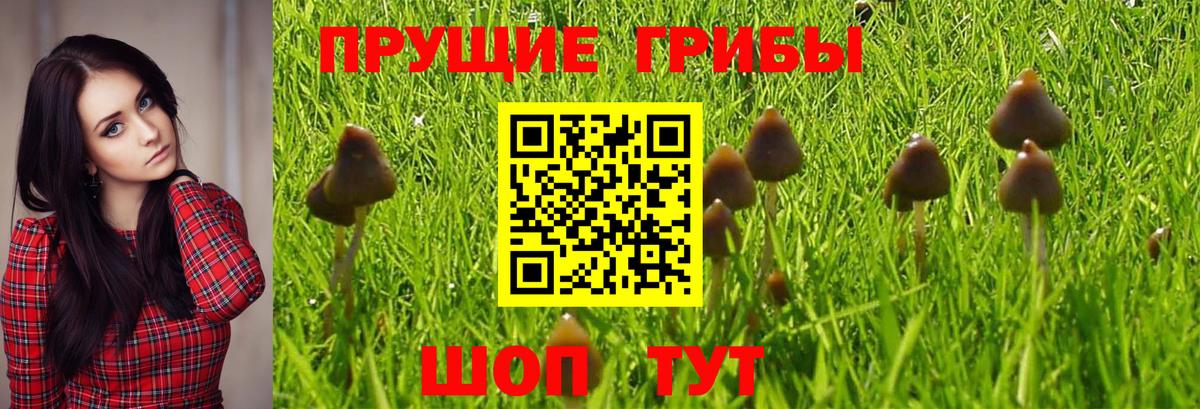 Галлюциногенные грибы мухоморы  Псилоцибиновые грибы GOLDEN TEACHER  Баксан 